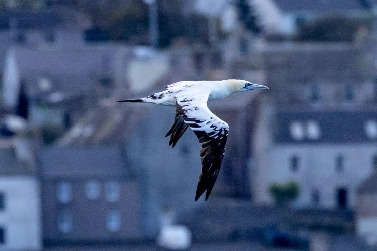 Gannet in flight over buildings on North Ronaldsay, Orkney.