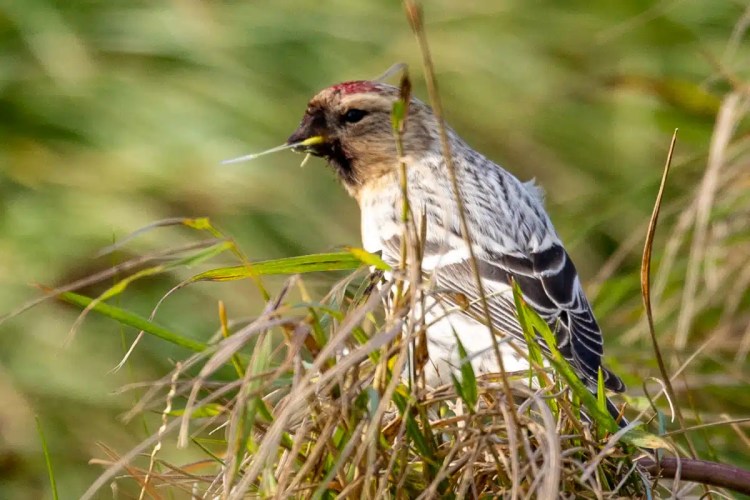 Common Redpoll on North Ronaldsay, Orkney, holding nesting material in its beak.
