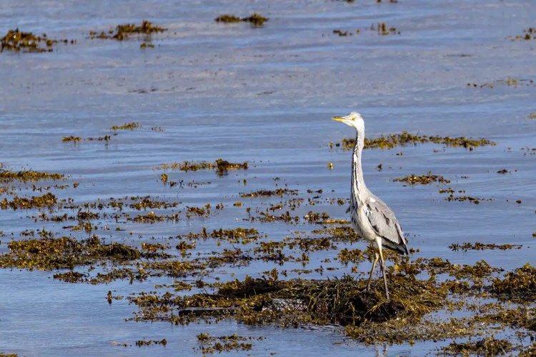 Grey heron standing in shallow water on North Ronaldsay, Orkney, surrounded by seaweed.