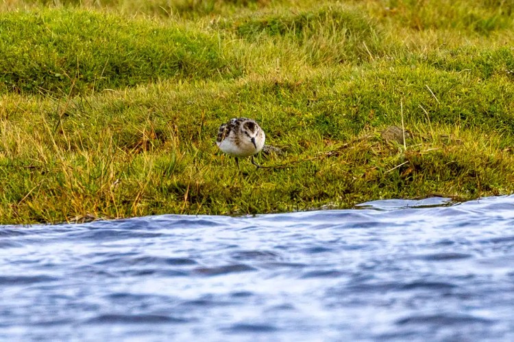 Shorebird on North Ronaldsay, Orkney, standing in green grass near water. Birding in Scotland.