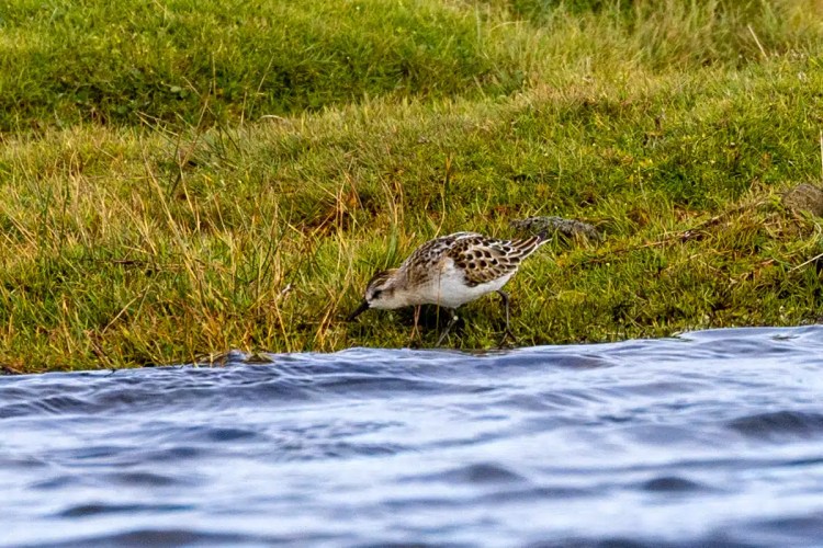Shorebird foraging on the edge of water on North Ronaldsay, Orkney.