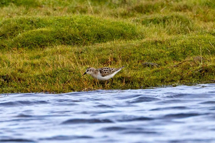 Sandpiper foraging on the shore of North Ronaldsay, Orkney.