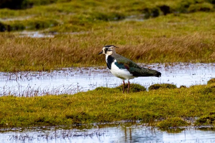 Lapwing bird standing in a marshy field on North Ronaldsay, Orkney.