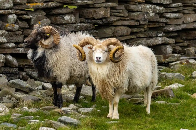 Rare North Ronaldsay sheep with impressive horns stand near a stone wall on Orkney.
