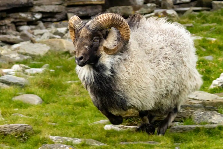 North Ronaldsay sheep with impressive horns grazing on Orkney.