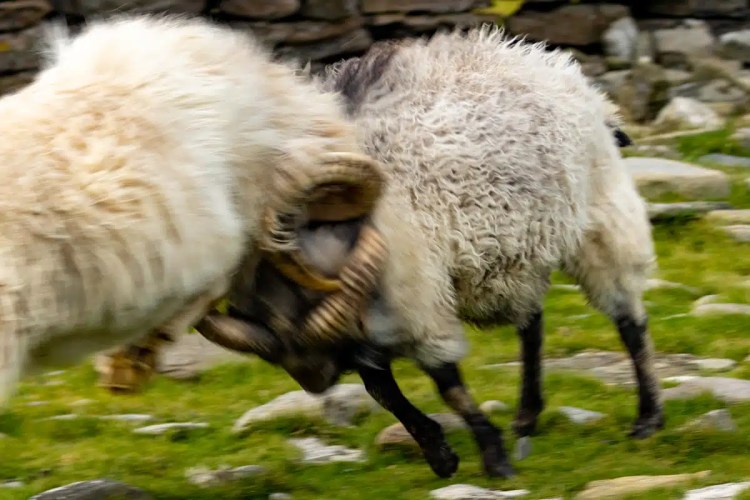 Two North Ronaldsay sheep butting heads in a field, a common sight while birding on Orkney.