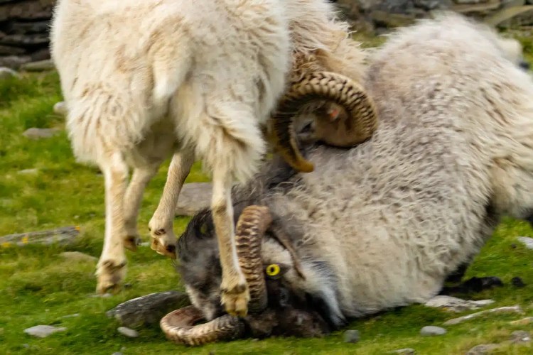 North Ronaldsay sheep with unique horns on Orkney, one standing, one down.
