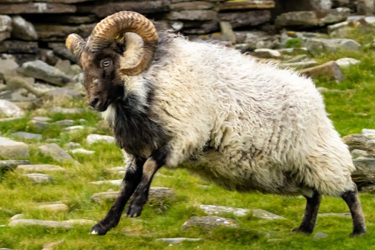 North Ronaldsay sheep with impressive horns running across a grassy field.