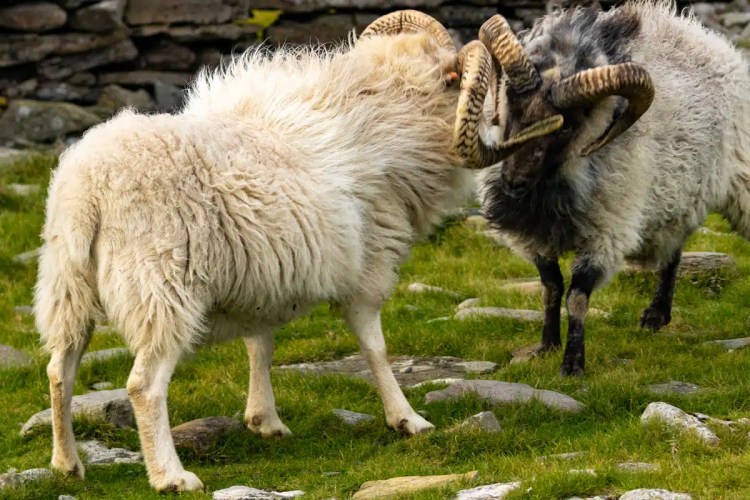North Ronaldsay sheep with impressive horns graze on Orkney.