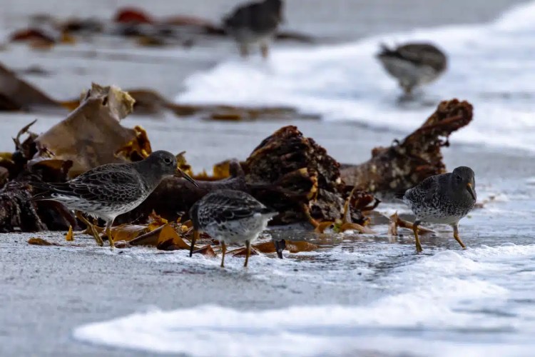 Purple sandpipers foraging among seaweed on a North Ronaldsay beach, Orkney.