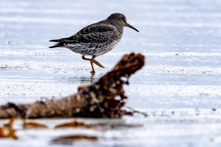Purple Sandpiper wading on North Ronaldsay, Orkney. Birding on the island.