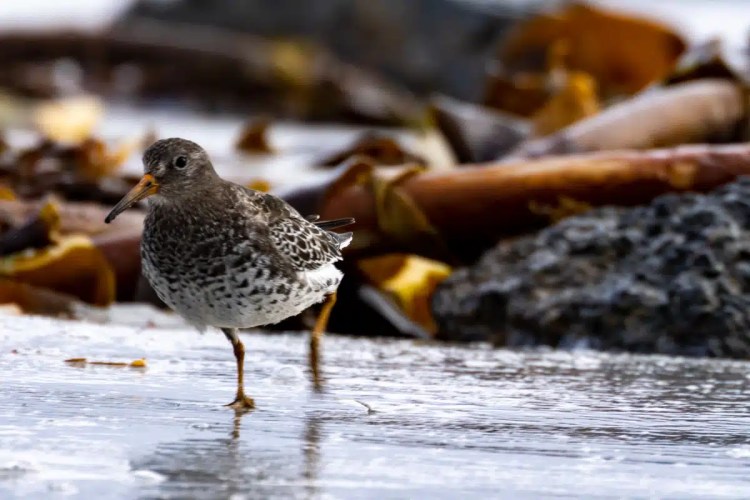 Purple Sandpiper foraging on the beach, North Ronaldsay, Orkney. Birding in Scotland.