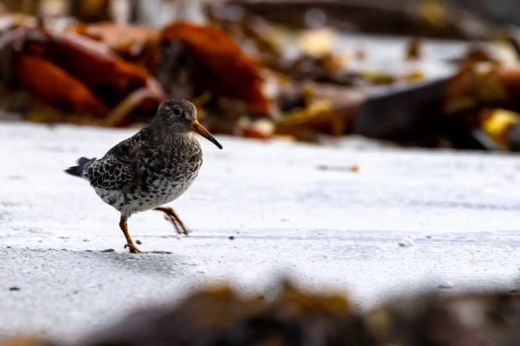 Purple Sandpiper foraging on a beach on North Ronaldsay, Orkney.