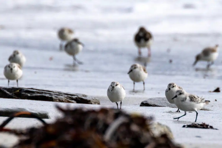 Sanderlings foraging on a North Ronaldsay beach, Orkney.