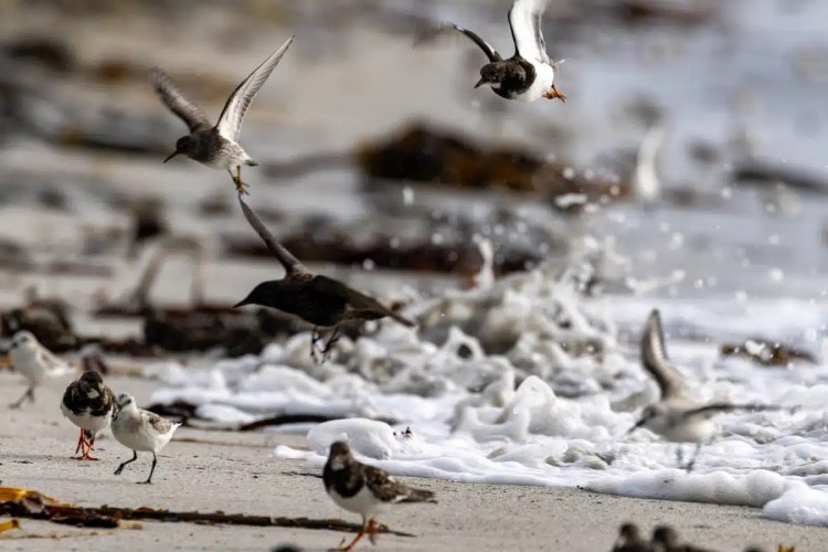 Shorebirds take flight on a North Ronaldsay beach, Orkney.