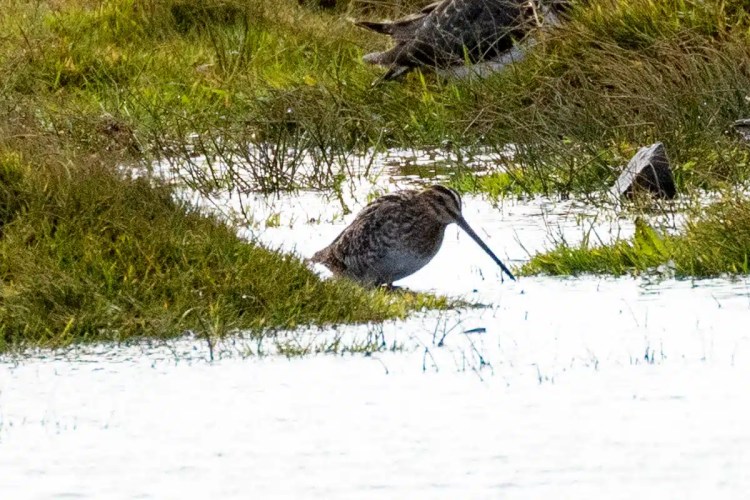 Snipe bird foraging in a wet field on North Ronaldsay, Orkney.
