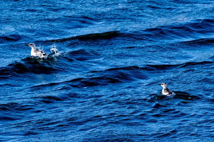 Two black guillemots swimming in the sea off North Ronaldsay, Orkney.