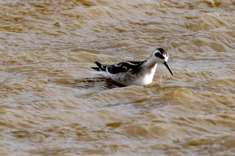 Red-necked Phalarope swimming in the water on North Ronaldsay, Orkney.