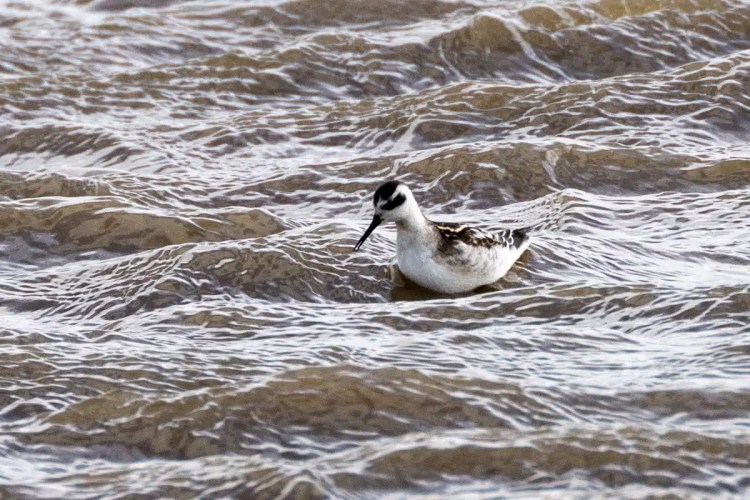 Red-necked phalarope swimming in the water on North Ronaldsay, Orkney.