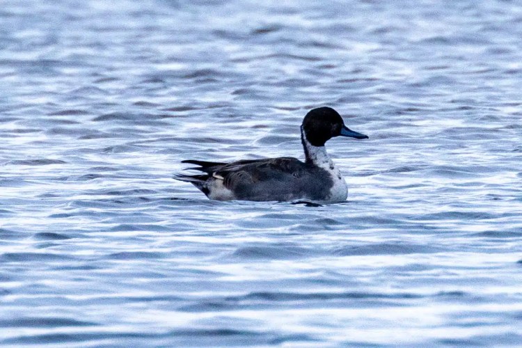 Northern Pintail duck swimming on water, North Ronaldsay, Orkney.