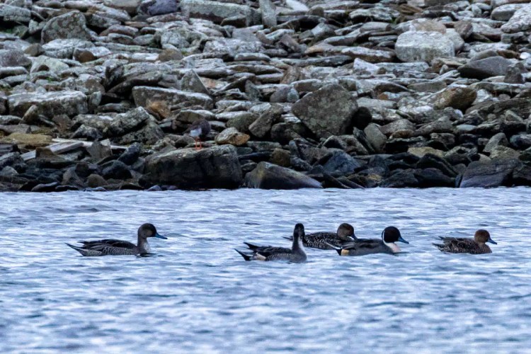 Pintail ducks swim in the water near rocky shore on North Ronaldsay, Orkney. Birding location.