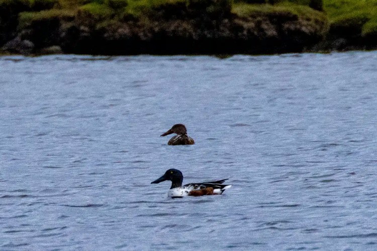 Northern Shoveler ducks swimming on North Ronaldsay, Orkney. Male and female pair.