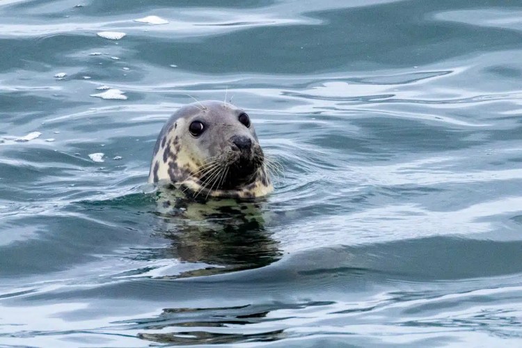 Grey seal swimming in the water off the coast of North Ronaldsay, Orkney.