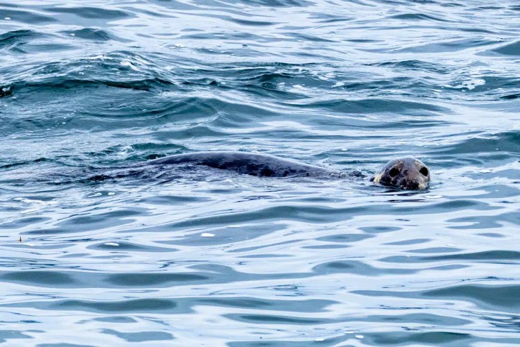 Grey seal swimming in the waters off North Ronaldsay, Orkney.