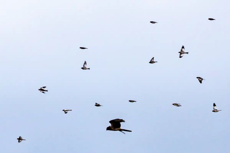 Hen harrier surrounded by smaller birds in flight on North Ronaldsay, Orkney