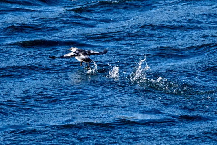 Black and white bird taking flight from the blue waters of North Ronaldsay, Orkney.