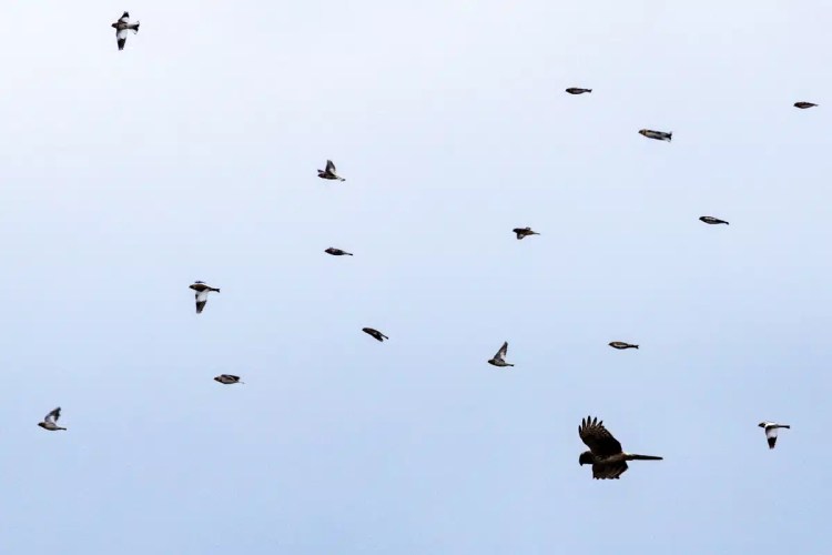 Flock of birds in flight over North Ronaldsay, Orkney
