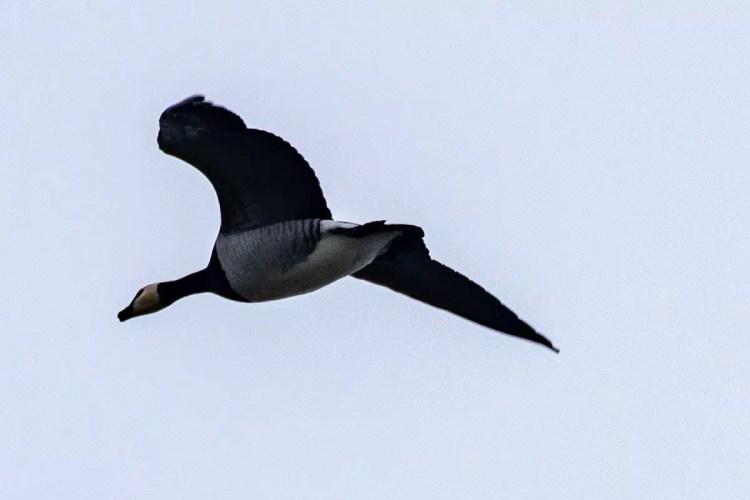 Barnacle goose in flight, a common sight for birding on North Ronaldsay, Orkney.