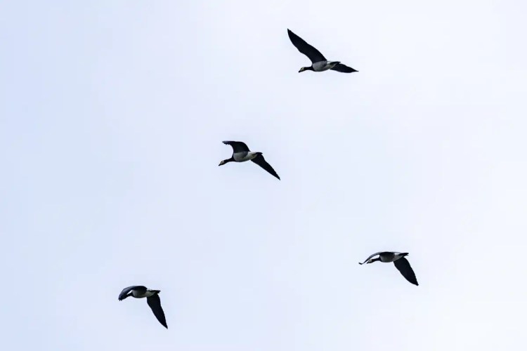 Flock of geese flying in formation against a pale sky on North Ronaldsay, Orkney.