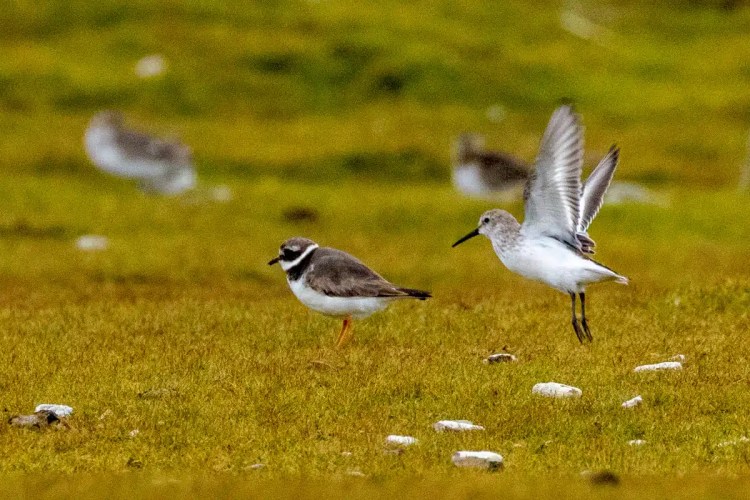 Two birds on North Ronaldsay, Orkney: a ringed plover and a dunlin taking flight. Birding in Scotland.