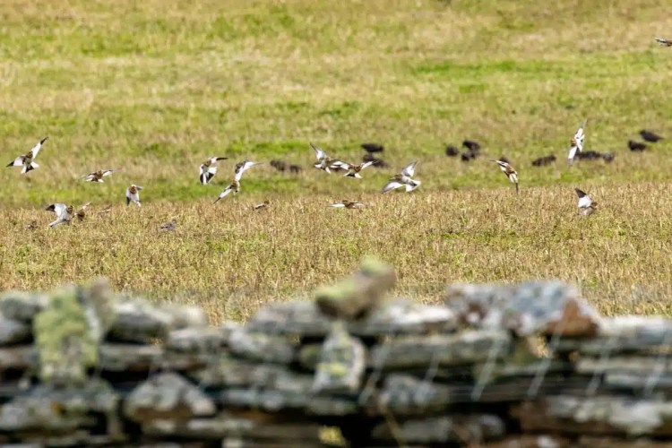 Flock of birds takes flight on North Ronaldsay, Orkney, above a stone wall.