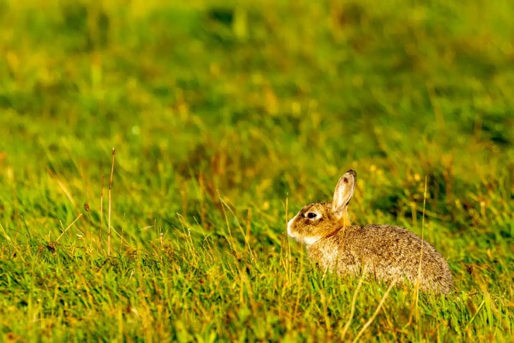 Brown hare in a grassy field on North Ronaldsay, Orkney.