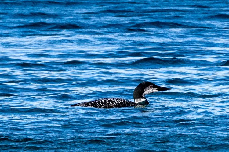 Common Loon swimming in blue water on North Ronaldsay, Orkney