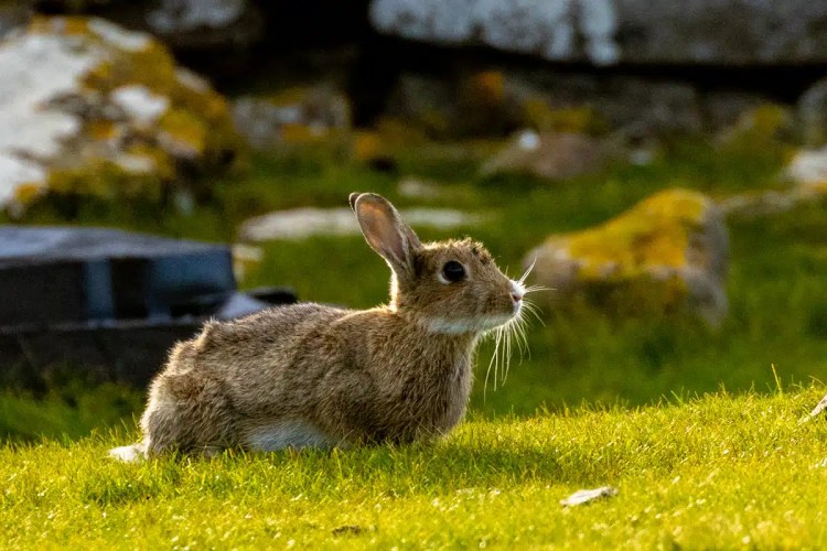 Rabbit on North Ronaldsay, Orkney. Brown wild rabbit sitting in green grass.