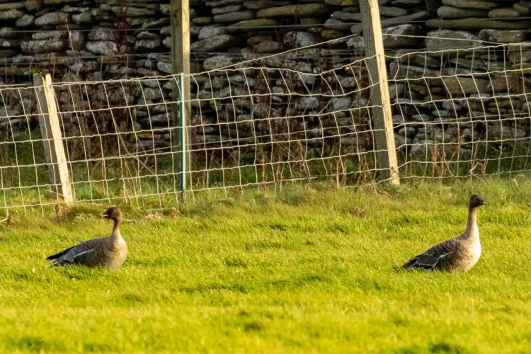 Greylag geese graze in a field on North Ronaldsay, Orkney, near a stone wall and wire fence.