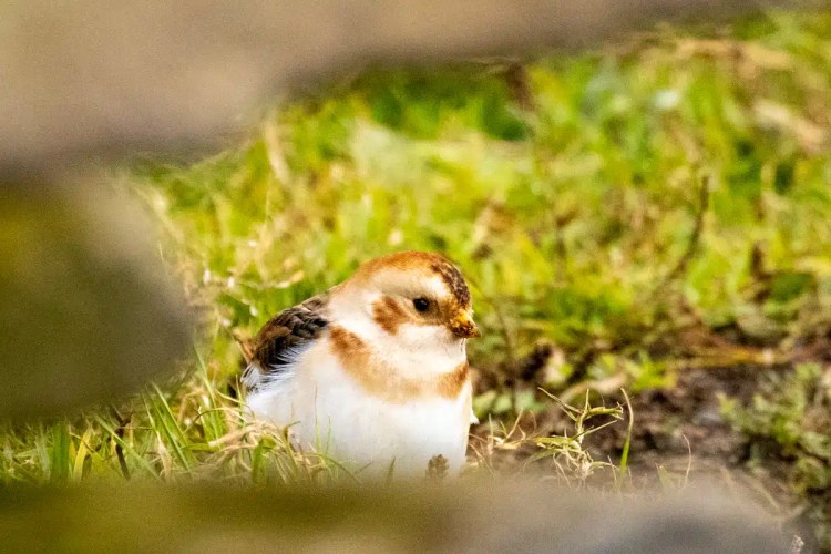 Snow bunting perched in grass on North Ronaldsay, Orkney. Birding image.