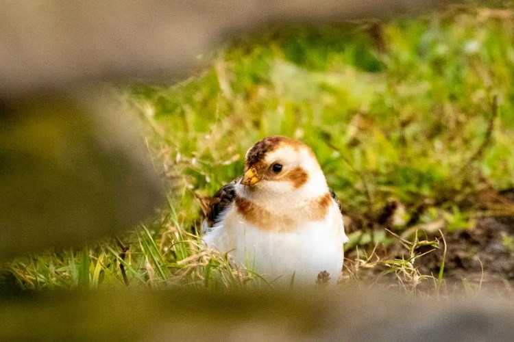 Snow Bunting on North Ronaldsay, Orkney, foraging in green grass. Birding on North Ronaldsay is a treat!