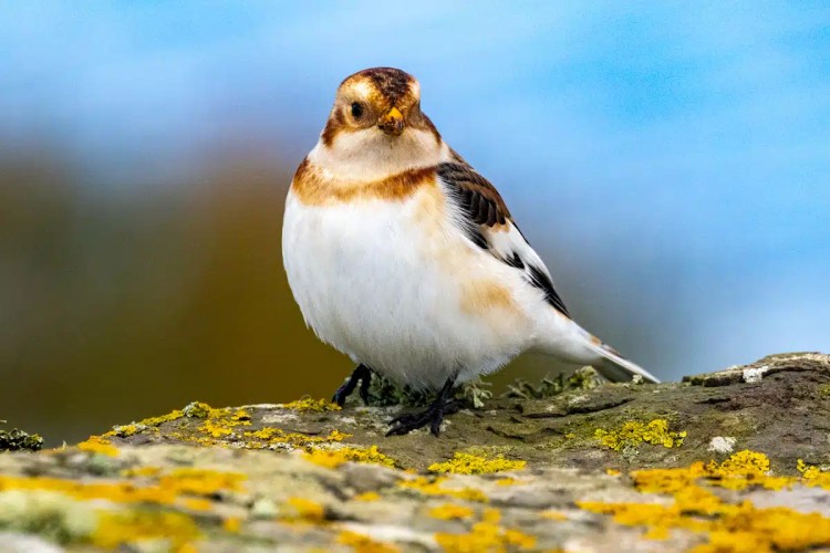 Snow Bunting perched on lichen-covered rock on North Ronaldsay, Orkney.