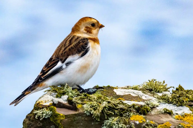 Snow Bunting on North Ronaldsay, Orkney, with brown and white plumage perched on a lichen-covered rock.