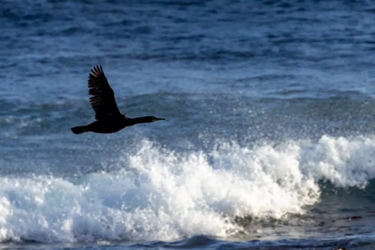 Cormorant flying over a breaking wave on North Ronaldsay, Orkney.