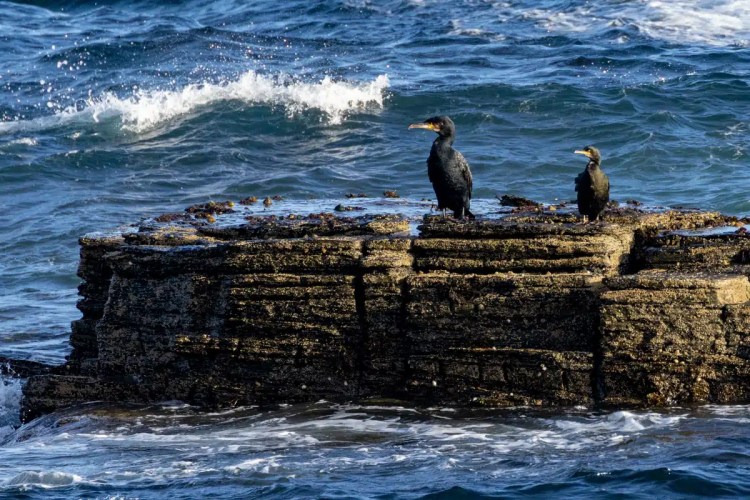 Two cormorants perch on a rocky outcrop at North Ronaldsay, Orkney, with waves crashing in the background.