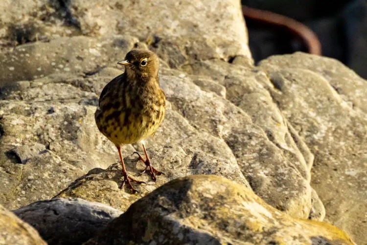 North Ronaldsay bird: A European rock pipit perched on coastal rocks, Orkney birding.