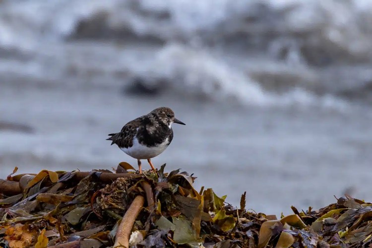 Turnstone bird perched on seaweed at North Ronaldsay, Orkney. Birding on Orkney.