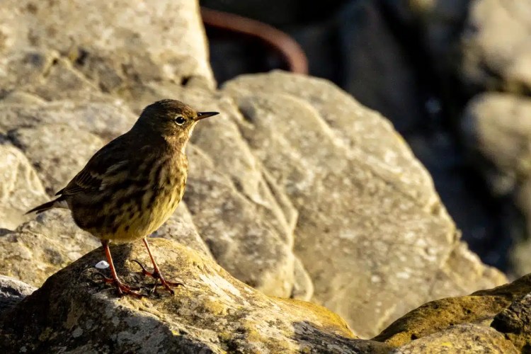 Meadow pipit perched on a rock on North Ronaldsay, Orkney.