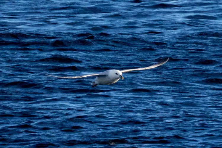 Fulmar gliding over the dark blue sea near North Ronaldsay, Orkney