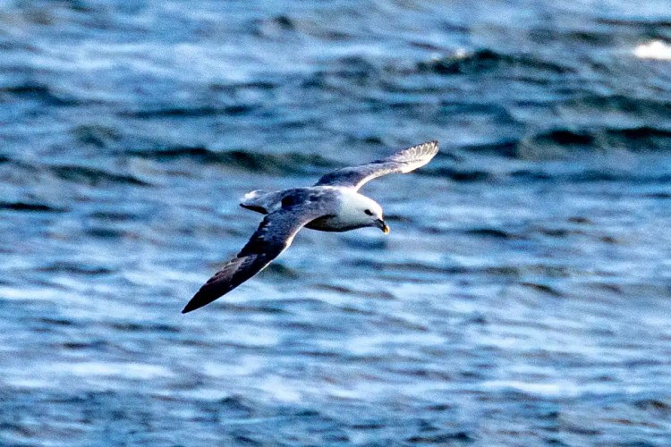 Fulmar seabird flying over the ocean on North Ronaldsay, Orkney